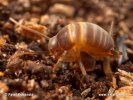 Cvrčík mravenčí