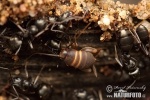 Cvrčík mravenčí