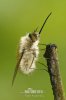 Dlouhososka (Bombylius sp.)