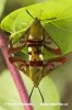 Dlouhozobka zimolezová (Hemaris fuciformis)