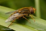 Dosud neurčeno .09 (Insect sp.)