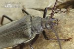 Fuzáč drsnotykadlový (Aegosoma scabricorne)