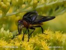 Hbitěnka polokřídlá (Phasia hemiptera)