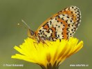 Hnědásek květelový (Melitaea didyma)