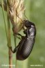 Hrbáč osenní (Zabrus tenebrioides)