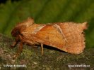 Hrotnokřídlec salátový (Hepialus sylvina)