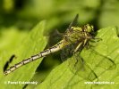 Klínatka rohatá (Ophiogomphus cecilia)