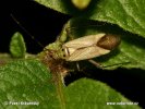 Klopuška (Adelphocoris quadripunctatus)