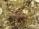Klopuška (Phytocoris sp.)