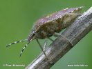 Kněžice chlupatá (Dolycoris baccarum)