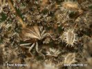 Kněžice kuželovitá (Aelia acuminata)