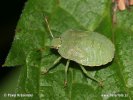 Kněžice - larva (Palomena sp.)