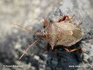 Kněžice ostrorohá (Picromerus bidens)