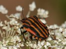 Kněžice páskovaná (Graphosoma lineatum)