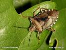 Kněžice rudonohá (Pentatoma rufipes)