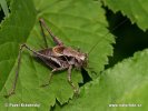 Kobylka obecná (Pholidoptera griseoaptera)