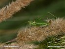 Kobylka - samice