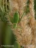 Kobylka - samice