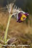 Koniklec luční český (Pulsatilla pratensis subsp. bohemica)