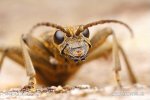 Kousavec hlodavý (Rhagium mordax)