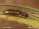 Kovařík lemovaný (Dalopius marginatus)