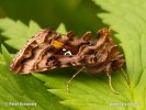 Kovolesklec brusnicový (Autographa pulchrina)