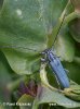 Kozlíček kovolesklý (Phytoecia coerulescens)