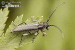 Kozlíček (Phytoecia nigricornis)