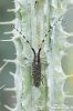 Kozlíček (Agapanthia sicula)