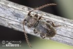 Kozlíček (Parmena pubescens)