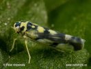 Křís (Eupteryx aurata)