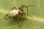 Křižák luční (Mangora acalypha)