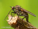 Kroužilka (Empis tesselata)