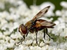 Kuklice (Phasia sp.)