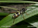 Kuloštítník beraní (Clytus arietis)