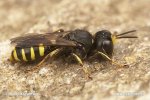 Kutilka (Ectemnius ruficornis)