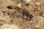 Kutilka písečná (Ammophila sabulosa)