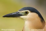 Kvakoš (Nycticorax sp.)