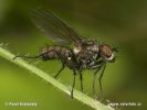 Květilka z rodu Zaphne (Zaphne sp.)