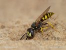 Květolib včelí (Philanthus triangulum)