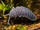 Larvěnka obrovská (Tetrodontophora bielanensis)