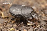 Lejnožrout (Onthophagus semicornis)