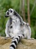 Lemur kata