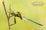 Lesklice zelenavá (Somatochlora metallica)