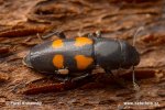 Lesknáček čtyřskvrnný (Glischrochilus quadripunctatus)