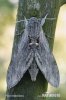 Lišaj svlačcový (Agrius convolvuli)