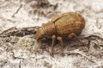 Listopas šedý (Strophosoma melanogrammum)