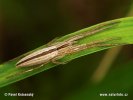 Listovník štíhlý (Tibellus oblongus)