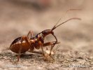 Lovčice mravenčí (Himacerus mirmicoides)