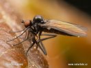 Lovilka rodu Bicellaria (Bicellaria sp.)